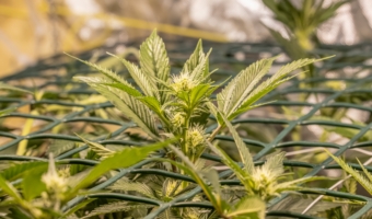 Female,blossom,marijuana,sog,sea,of,green,net,hemp,cultivation