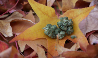 Cbd,flower,on,fall,leaves