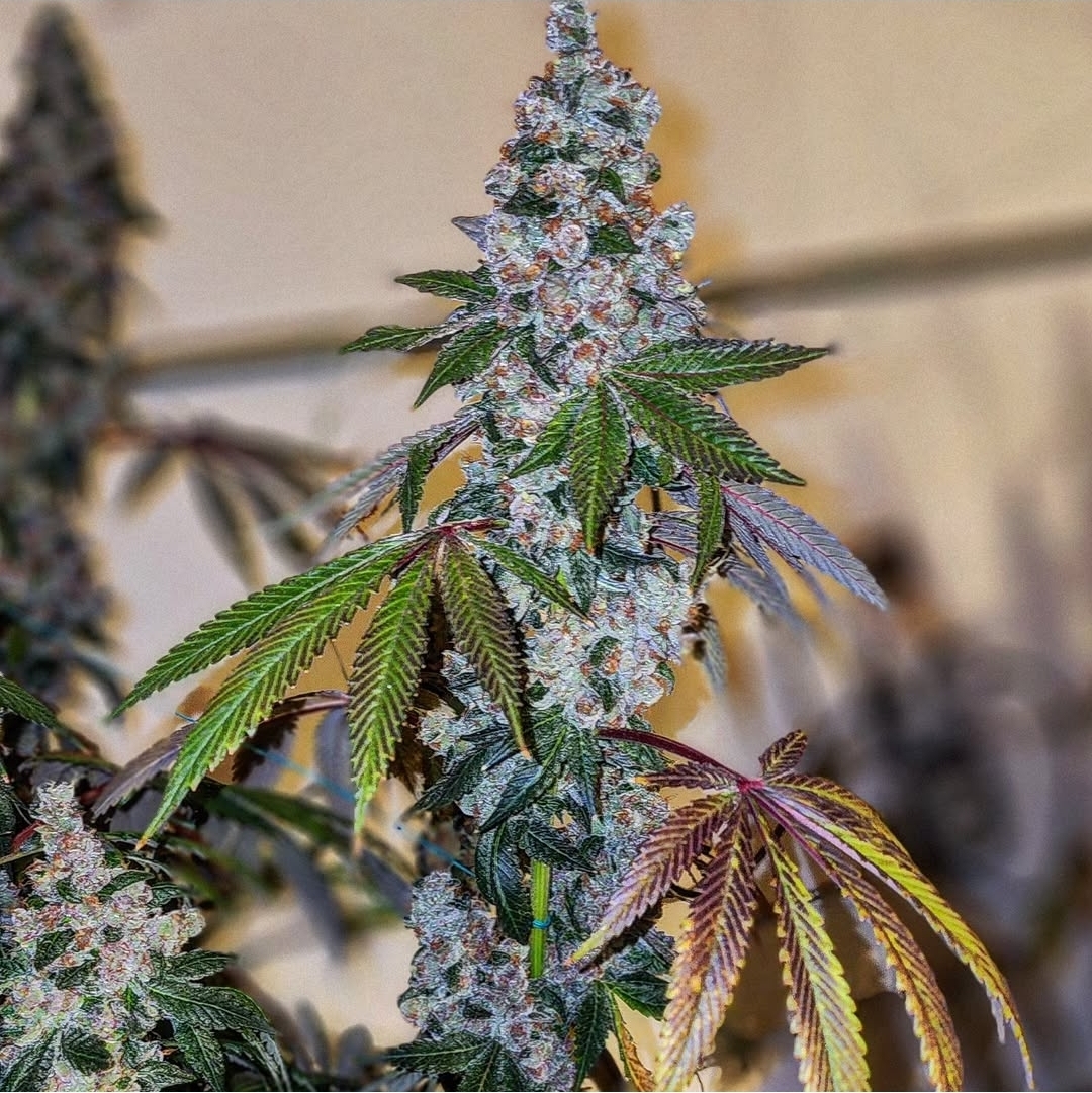 Cherry Pie Ogs1