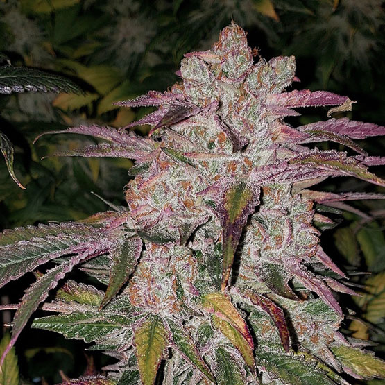 PurpThaiAutoPlant