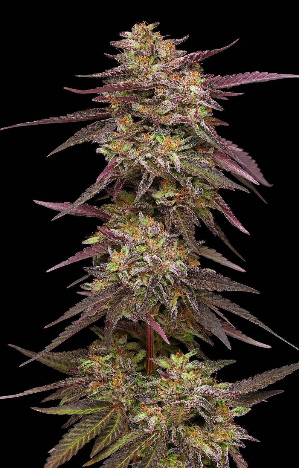 Cob Salad