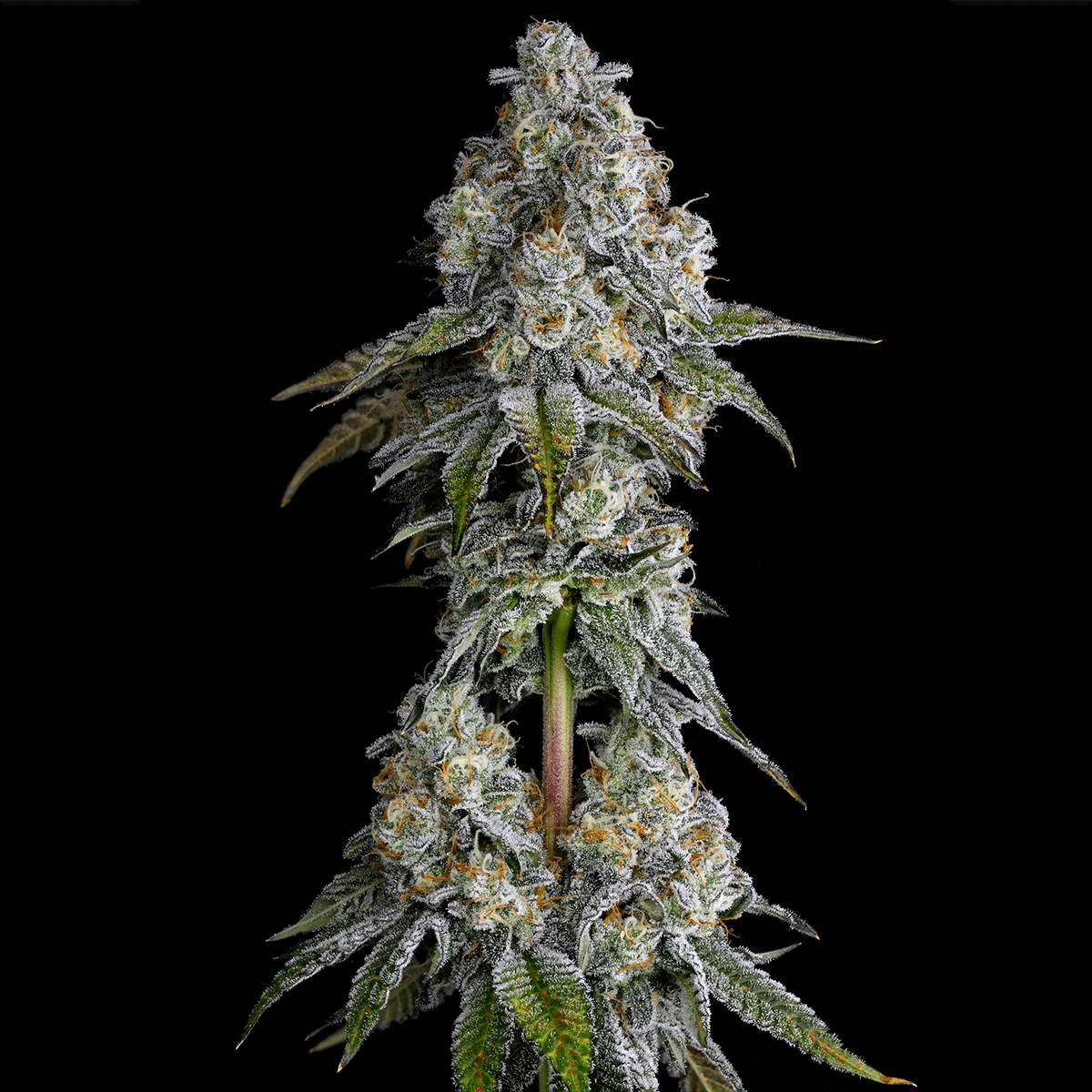 Cannabis Seed Drip District Flower