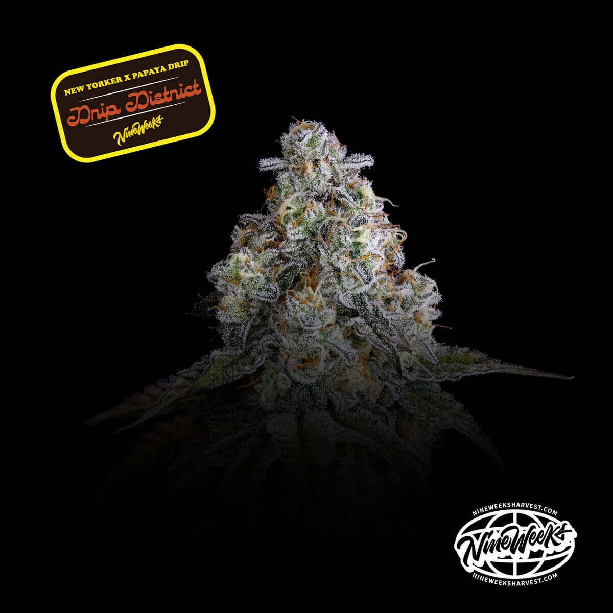 Drip District Nine Weeks