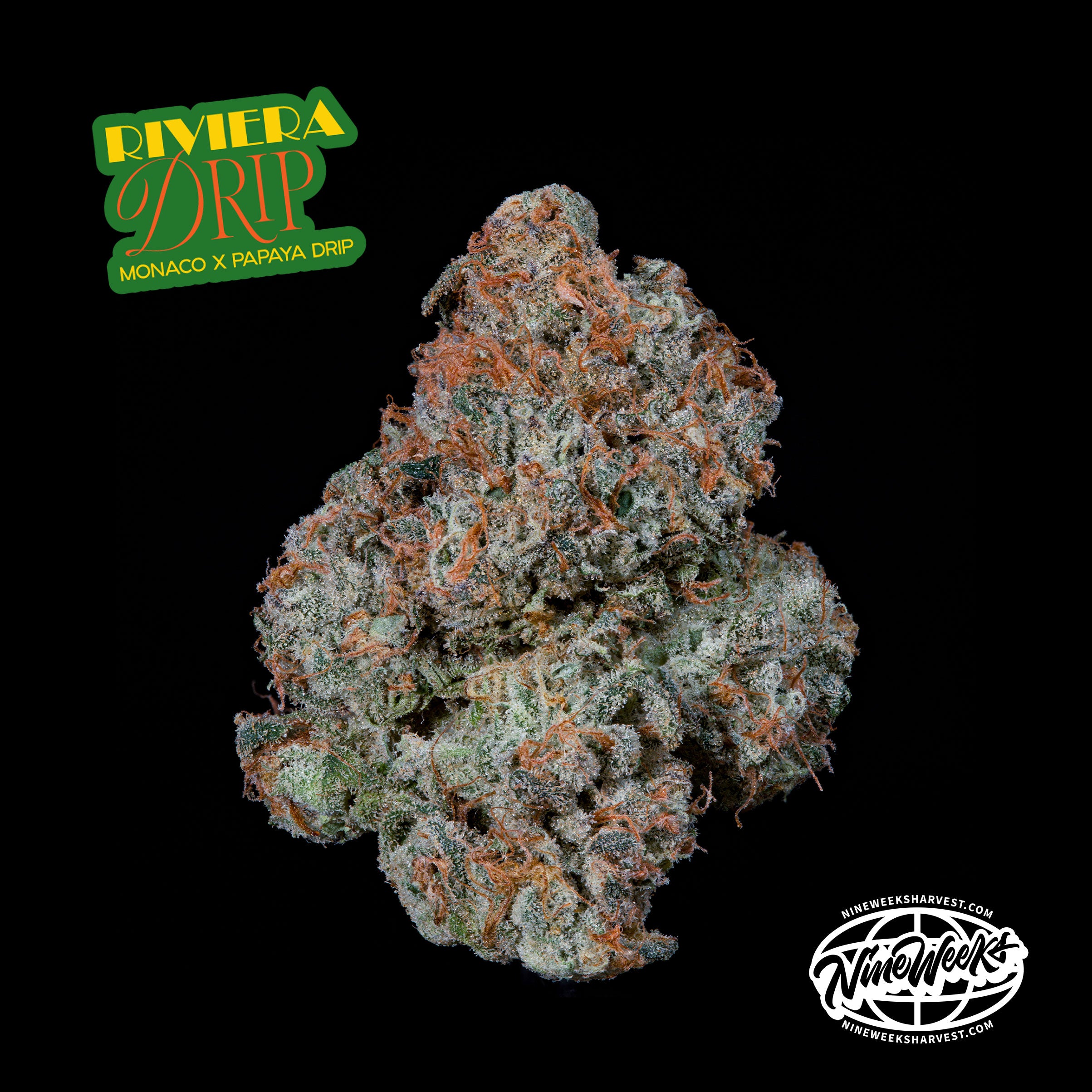 2-logos-NUG-SHOT-RIVIERA-DRIP-_-MONACO-X-PAPAYA-DRIP-_1 2-logos-NUG-SHOT-RIVIERA-DRIP-_-MONACO-X-PAPAYA-DRIP-_1