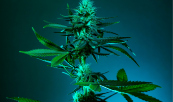 legalisierung deutschland modellprojekte