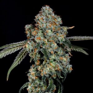 COLASHOT-DIRTYGRAPE-_BLACKMAPLEXGRAPEGAS-300×300