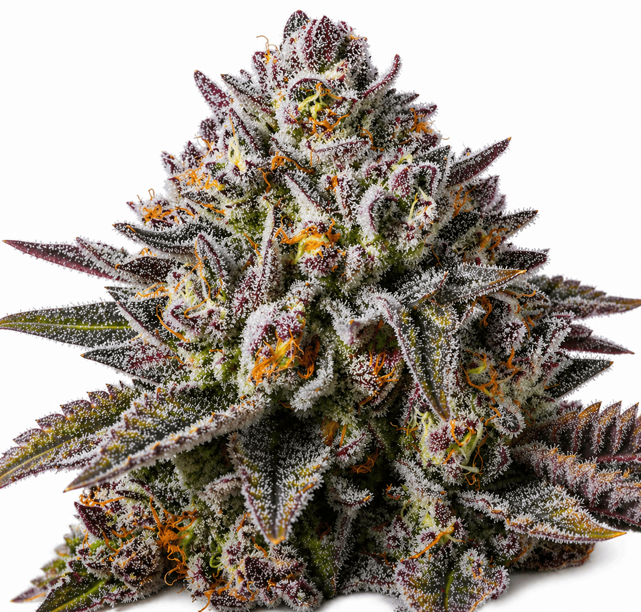 RAINBOW SOAP Steckling