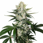 Gorilla Glue #4 Steckling