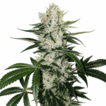 Gorilla Glue #4 Steckling