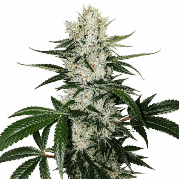 Gorilla Glue #4 Steckling