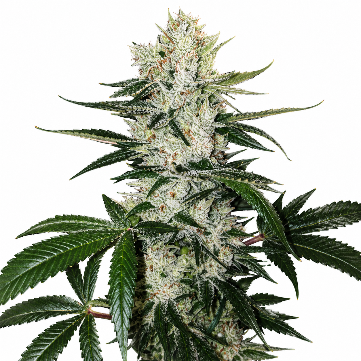 Gorilla Glue #4 Steckling