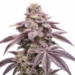 K-MINTZ STECKLING (LOUDA CUT)