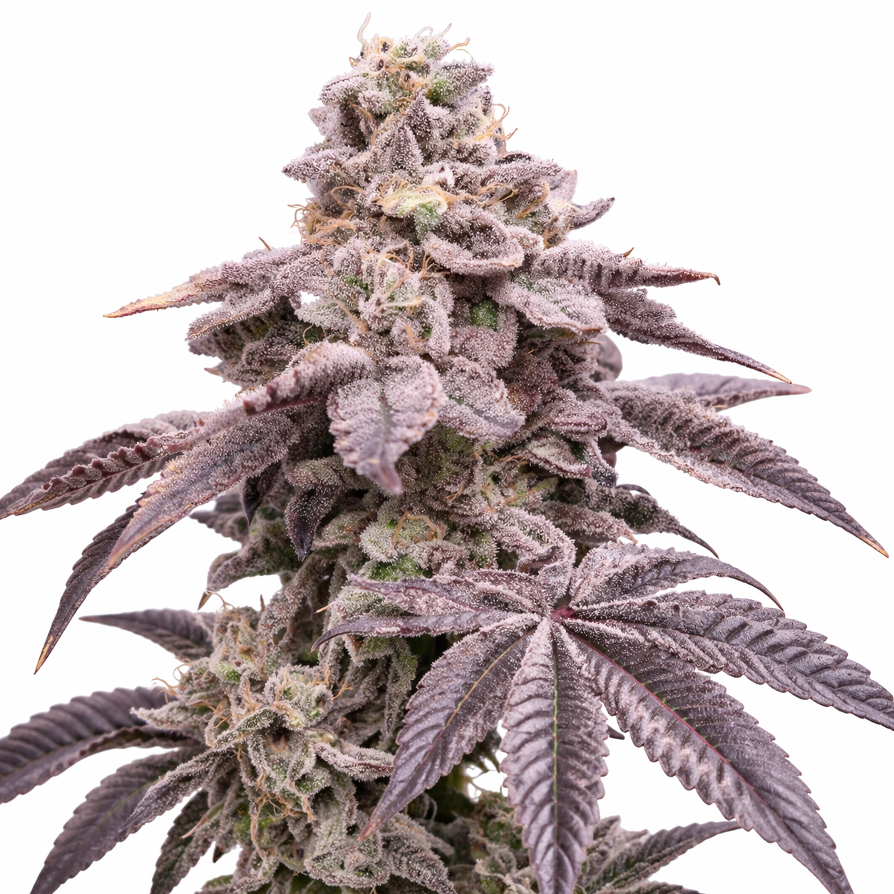 K-MINTZ STECKLING (LOUDA CUT)