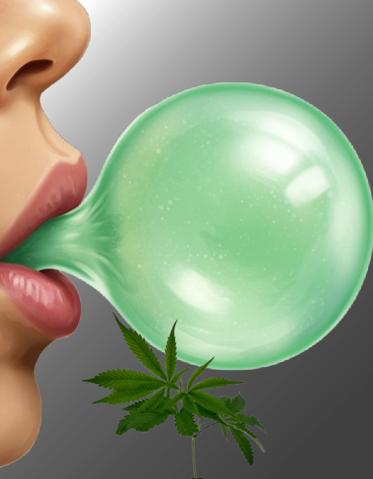 CANNABIS CLONE K-MINTZ (LOUDA CUT)