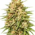 Lemon Bean #4 Steckling