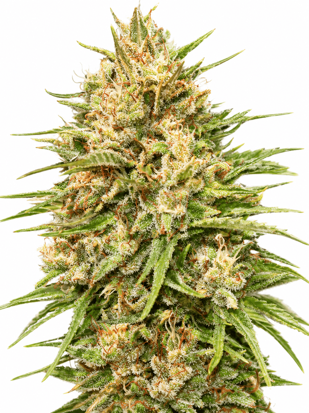 Lemon Bean #4 Steckling