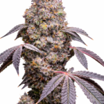 LEMON CHERRY MINTZ STECKLING (LOUDA CUT)