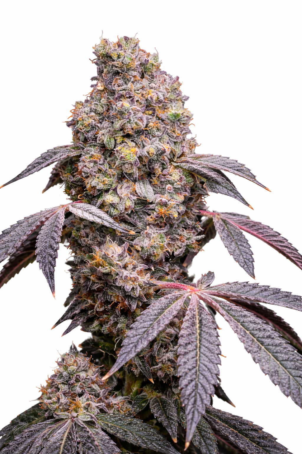 LEMON CHERRY MINTZ STECKLING (LOUDA CUT)