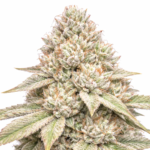 Alien Rock Candy LE Steckling