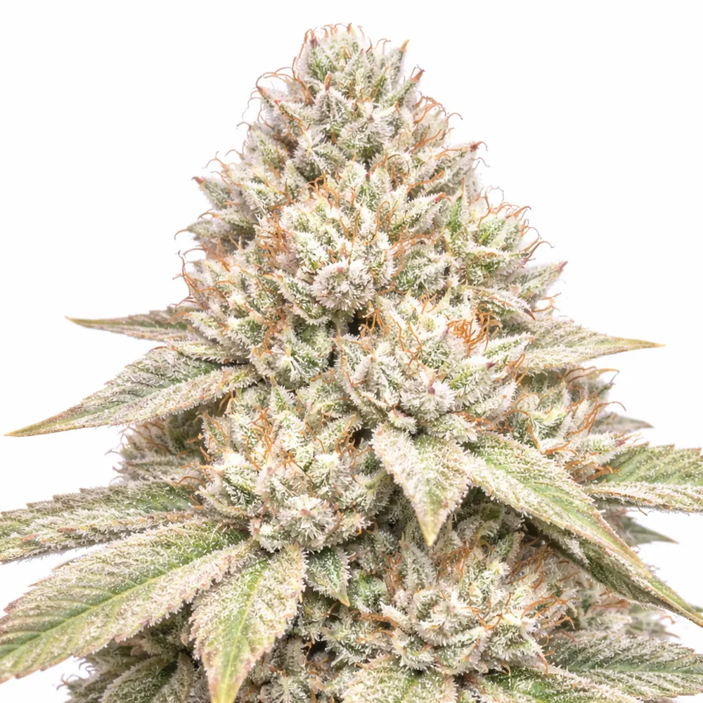 Alien Rock Candy LE Steckling