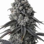 ICE CREAM RUNTZ (LOUDA CUT) STECKLING