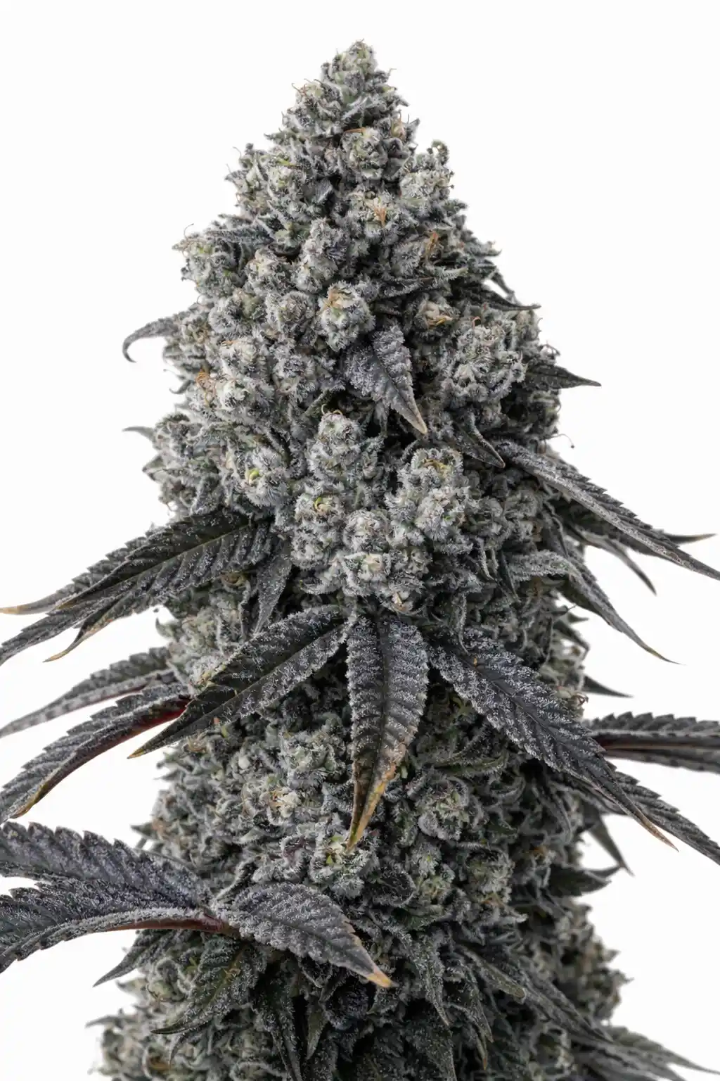 ICE CREAM RUNTZ (LOUDA CUT) STECKLING