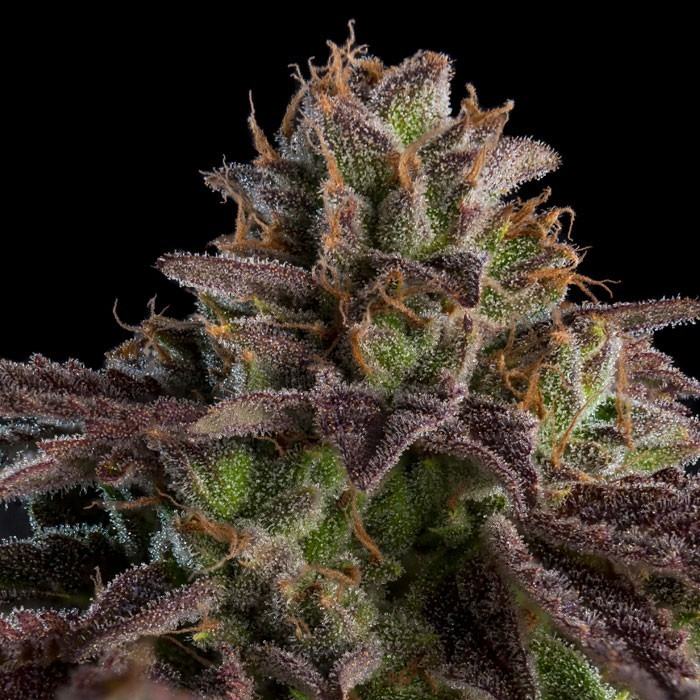 kmintz-feminized-cannabis-seeds